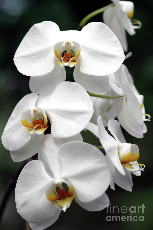 The Beauty of Orchids  Photograph by Ken Frischkorn