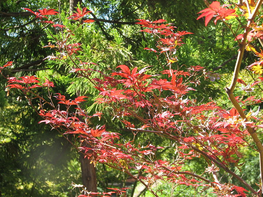 The Beauty of the Japanese Maple Photograph by Shawn Hughes