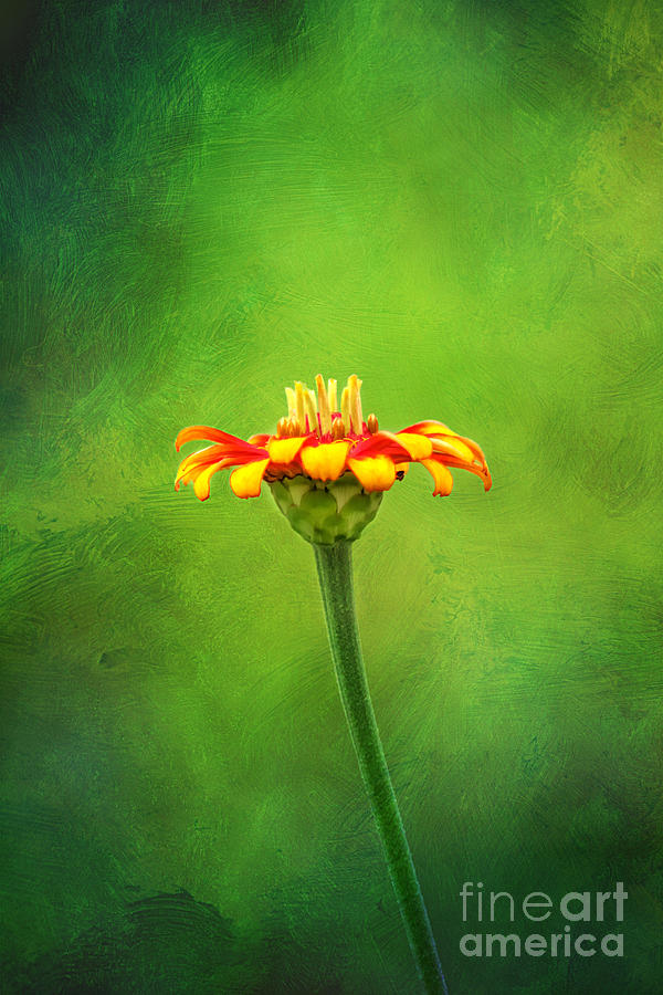 Daisy Photograph - The Beginning  by Darren Fisher