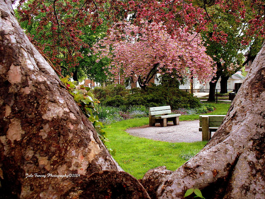 The Bench in the Park Photograph by Jale Fancey
