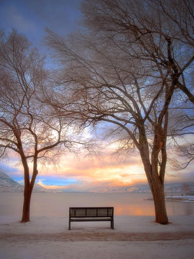 The Bench In The Winter Photograph By Tara Turner