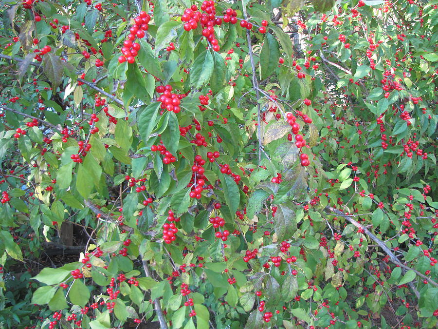 The Berry's Photograph by Shannon Silverstein - Fine Art America