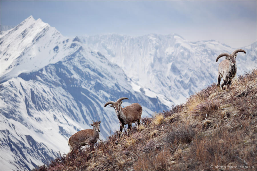 The Bharal Or Himalayan Blue Sheep by Anton Jankovoy