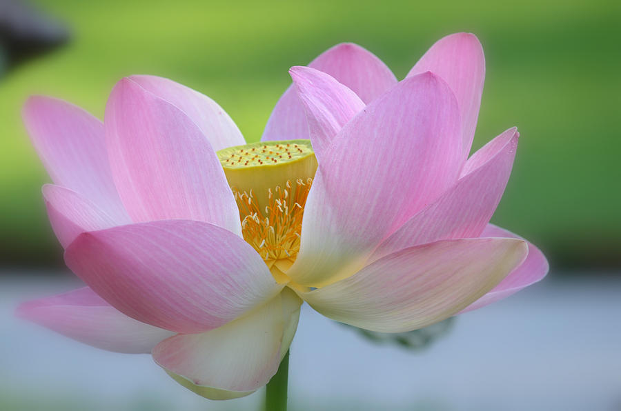 Lotus Flower Photograph - The Big Reveal by Fraida Gutovich
