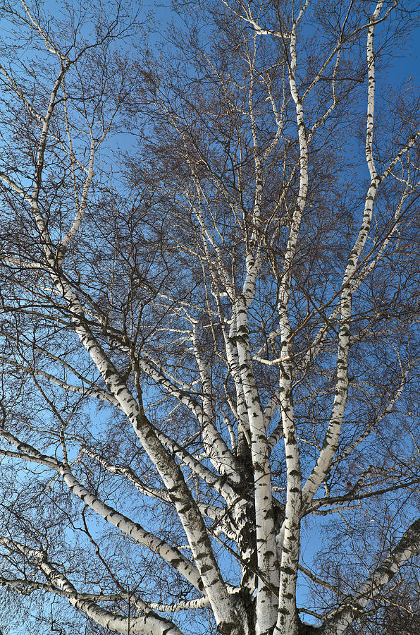 The birch Photograph by Michael Goyberg