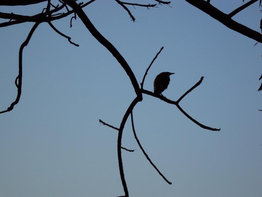 Bird Photograph - The Bird by Pranav  Waghmare