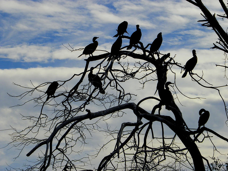 The Bird Tree Photograph by Judy Wanamaker