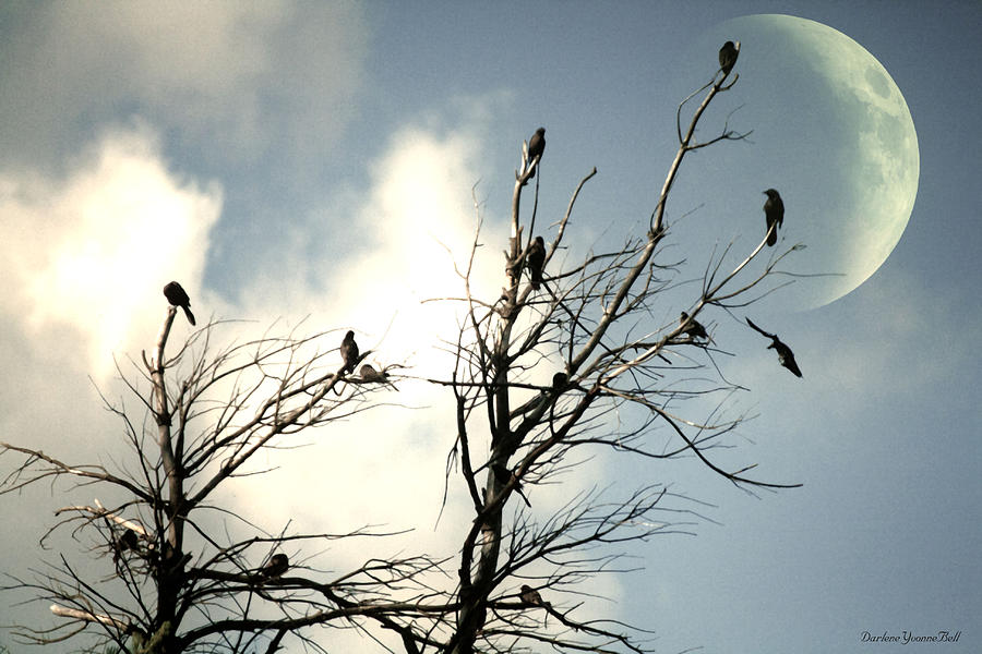 Birds Photograph - The Birds by Darlene Bell Birds Photograph - The Birds by Darlene Bell