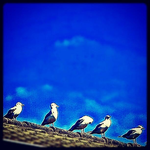 Bird Photograph - The Birds by Hans Fotoboek