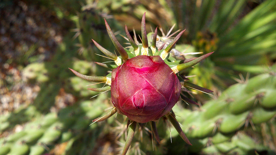 Cane Cholla Photograph - The Birth of Audrey III by Greg Kopriva