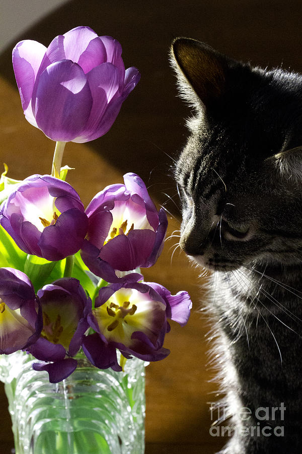 The Black and White Tabby With Tulips Take 2 Photograph by Donna L Munro