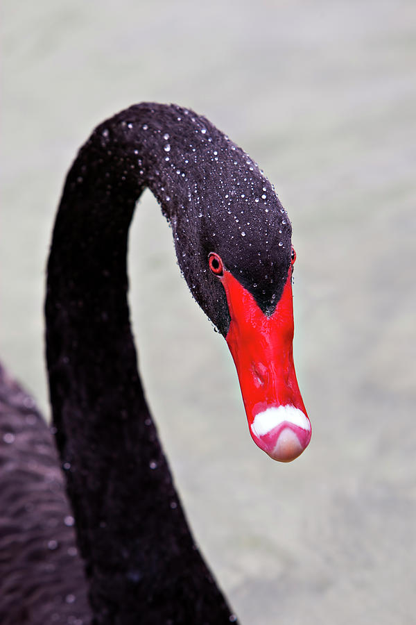 The Black Swan Photograph by Nick  Shirghio