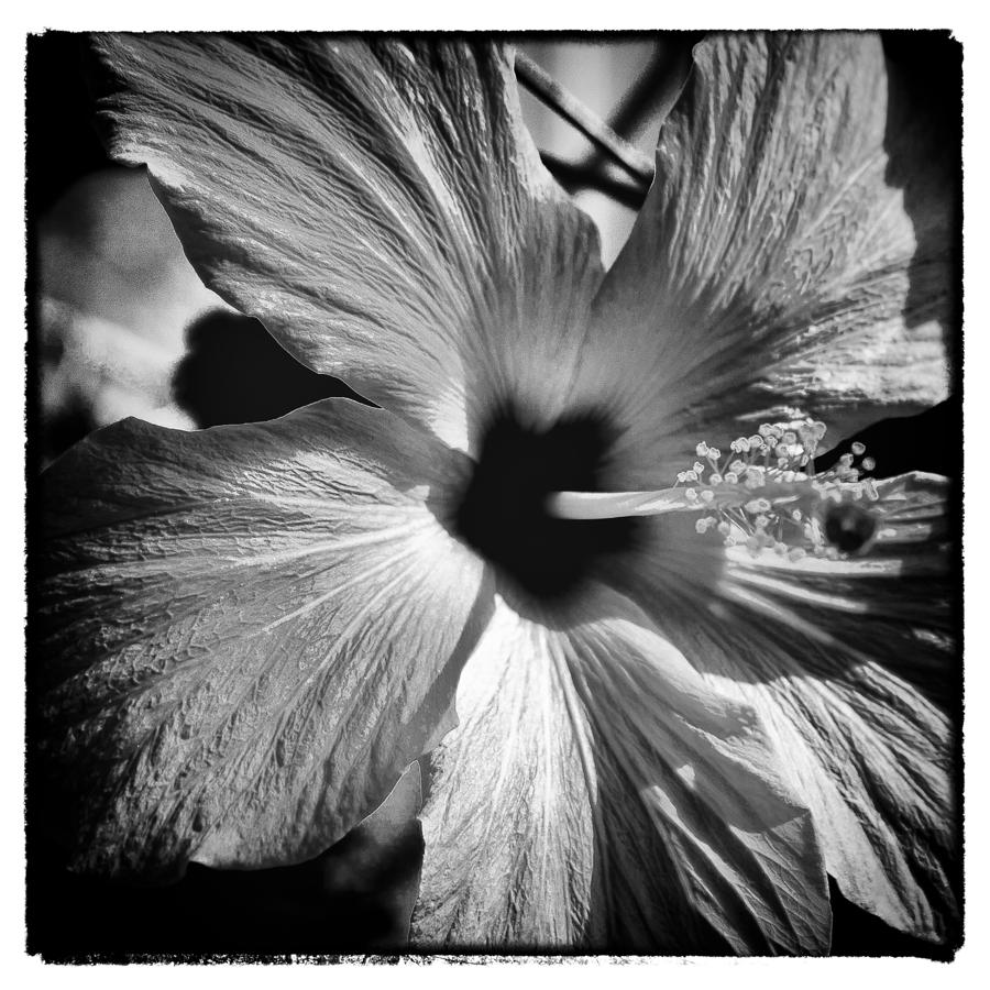 The Bloom II Photograph