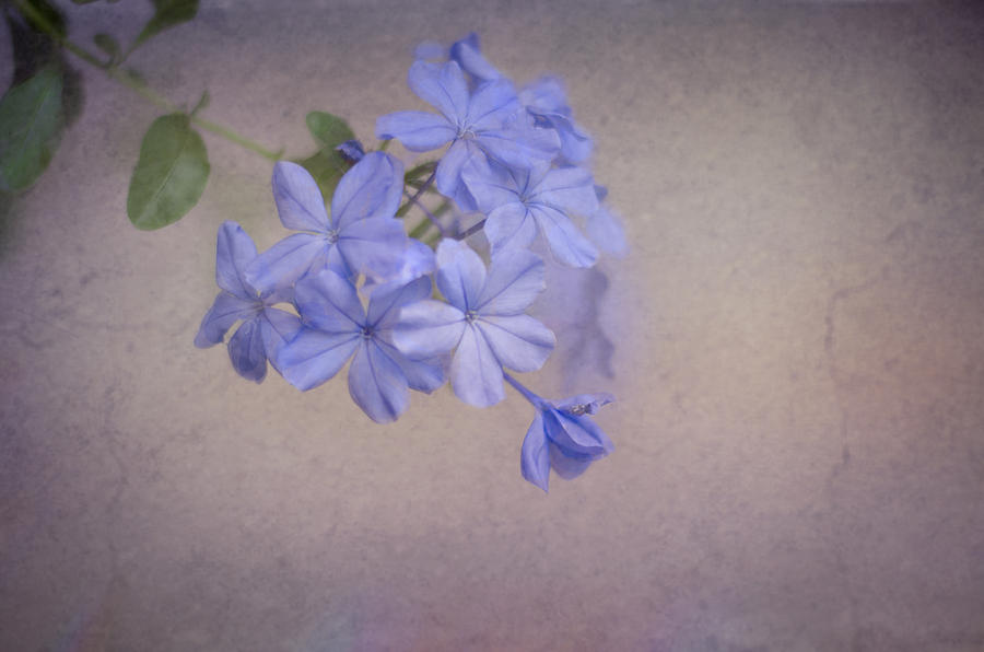 Flower Photograph - The Blues by Heather Applegate