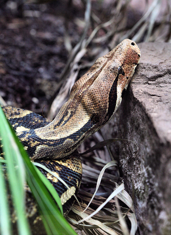 Boa Constrictor Photograph - The Boa by JC Findley