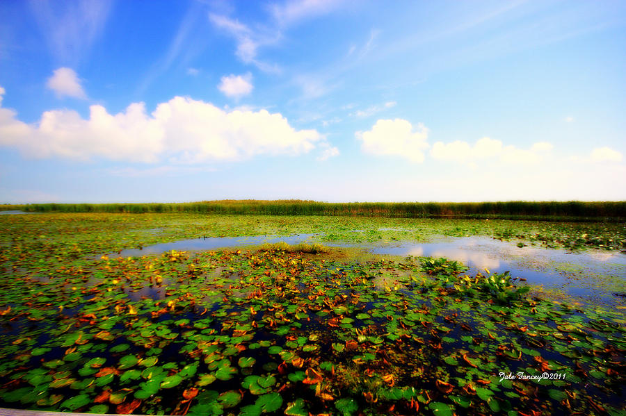 The Bog at Point Pelee Photograph by Jale Fancey