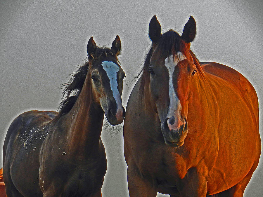 Horse Photograph - The Bond Between A Mare and her Foal  by Mamie Thornbrue