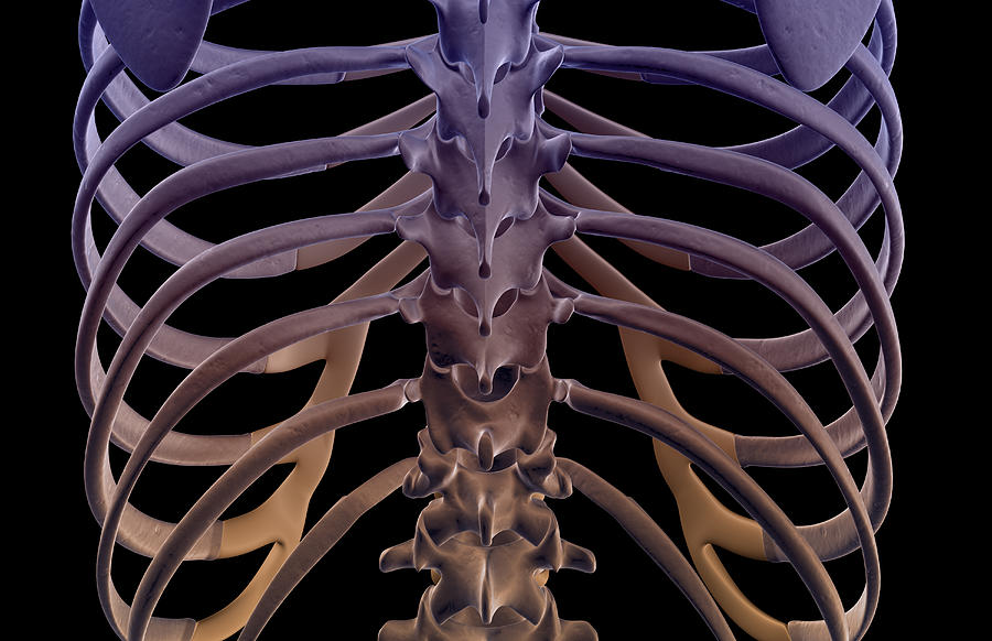 The Bones Of The Back Digital Art by MedicalRF.com