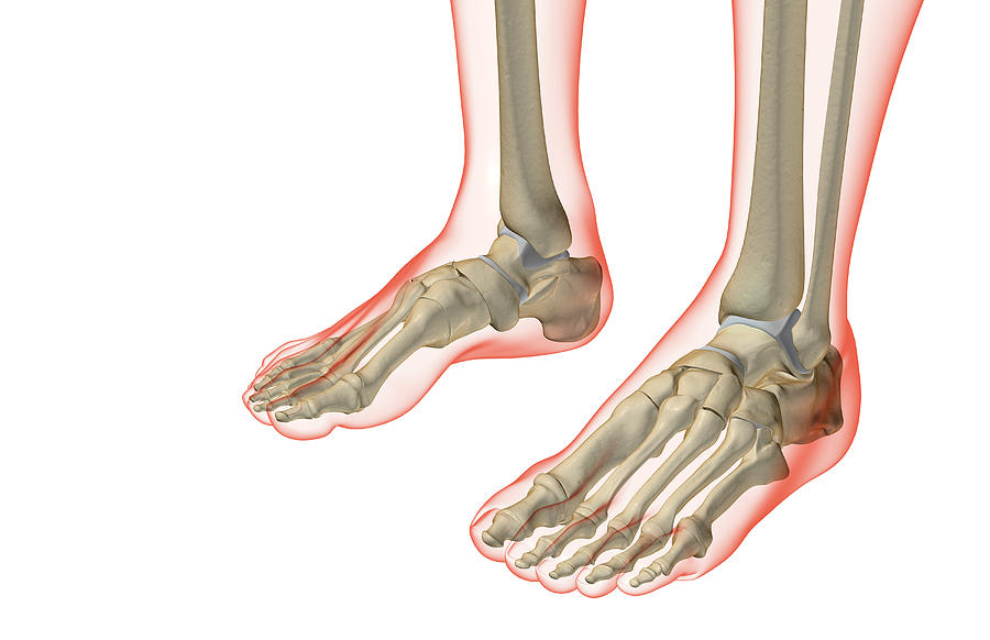 The Bones Of The Feet Digital Art by MedicalRF.com