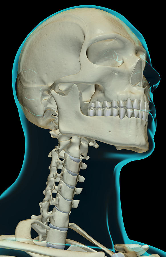 The Bones Of The Head And Neck Digital Art by MedicalRF.com