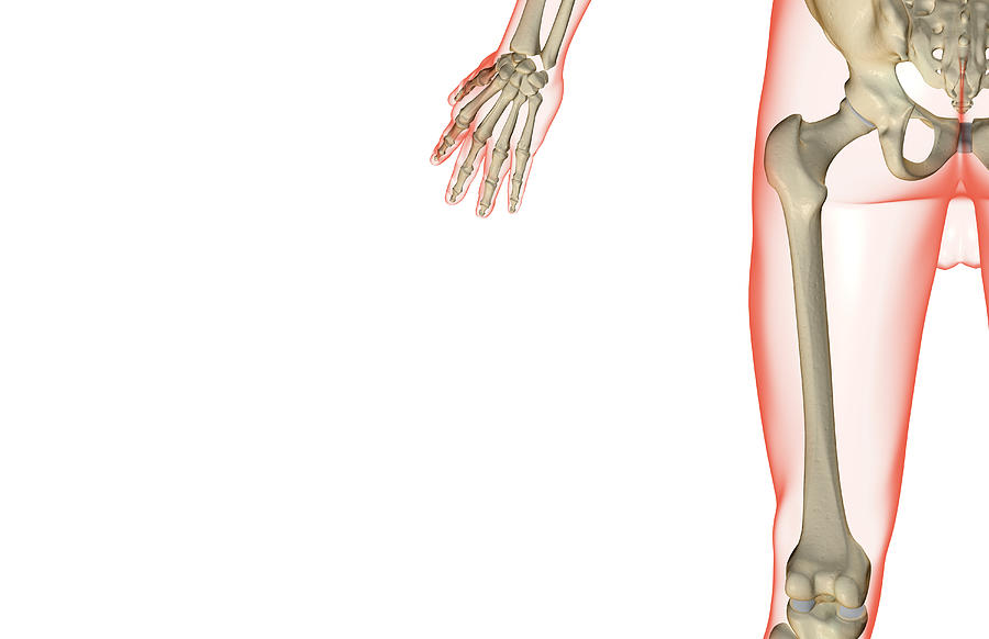 The Bones Of The Thigh Digital Art by MedicalRF.com