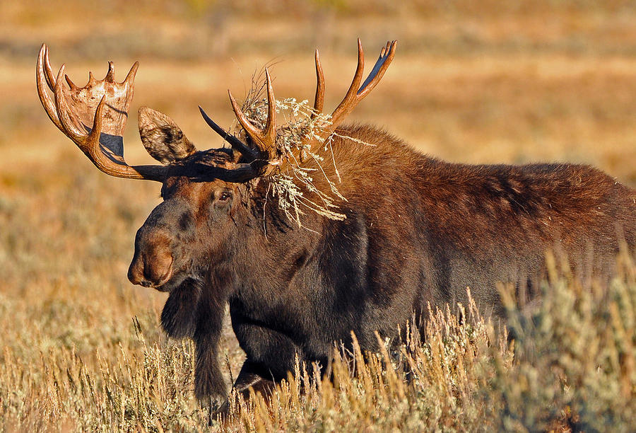 The Boss Photograph by Sandy Sisti | Fine Art America