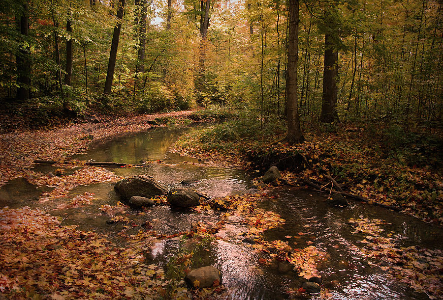 The Brook in the Woods by Robin Webster The Brook in the Woods by Robin Webster