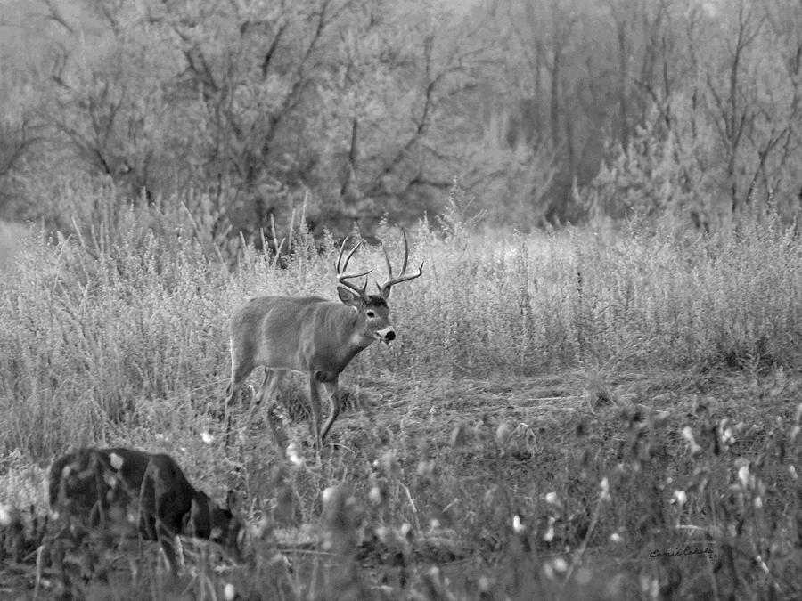 The Buck BW Photograph by Ernest Echols