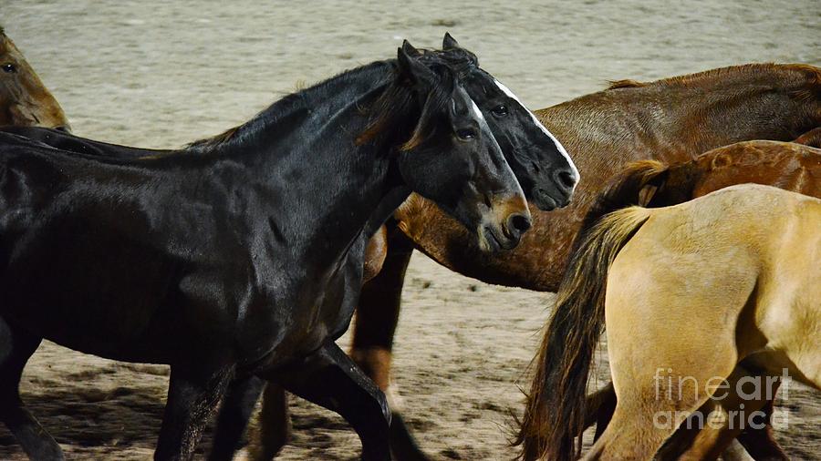 Horse Photograph - The Buddy System by Lynda Dawson-Youngclaus