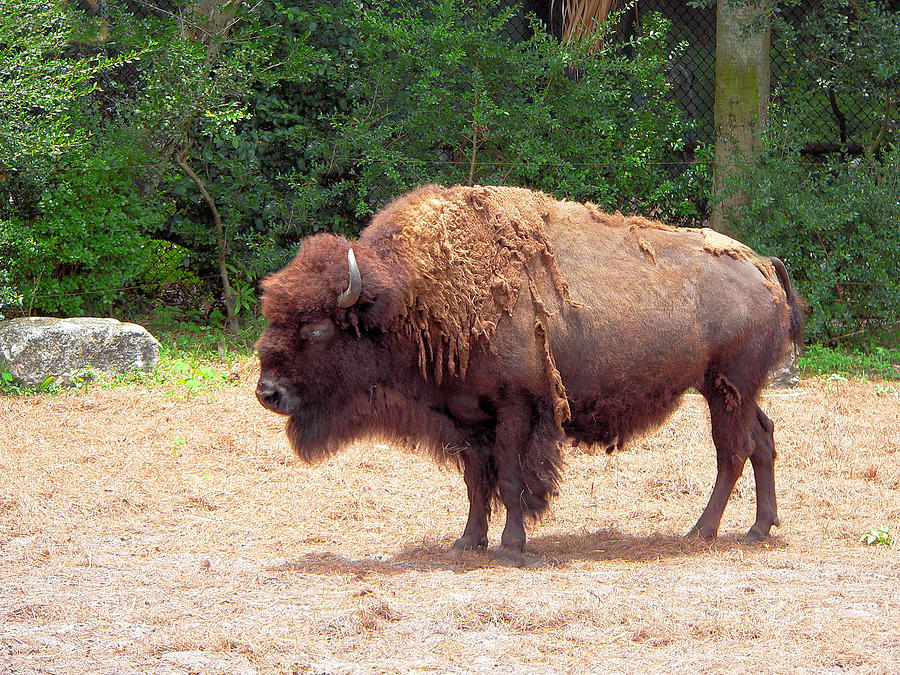 The Buffalo Photograph by Rosalie Scanlon