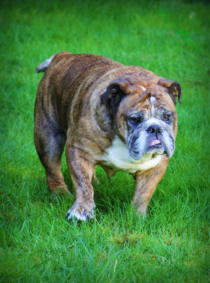 The Bulldog Shuffle Photograph by Jeanette C Landstrom