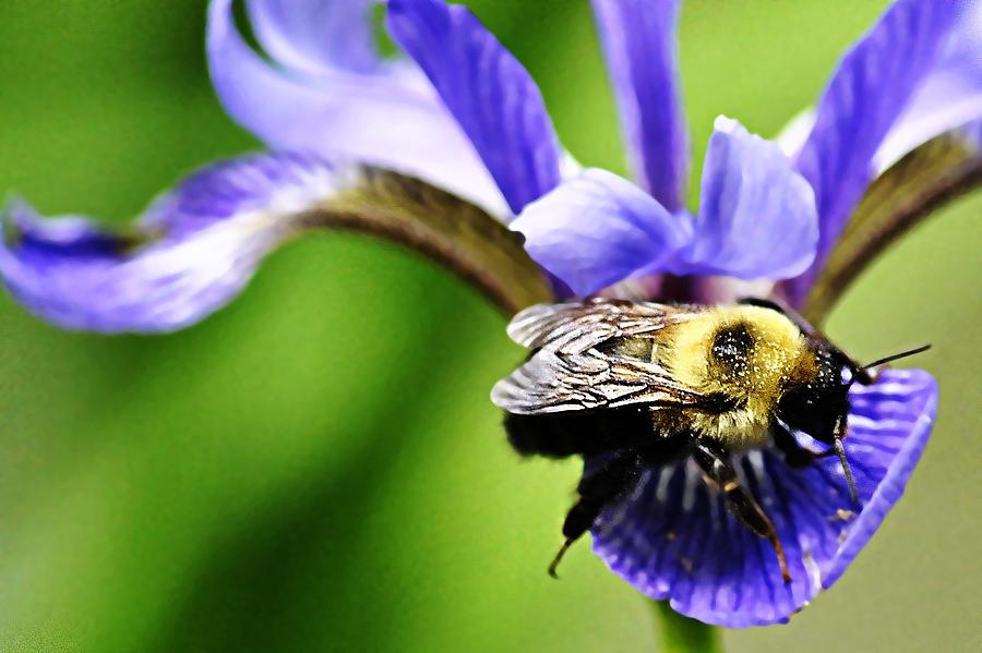 Bumble Bee with pollen and Iris flower Photograph by Marysue Ryan