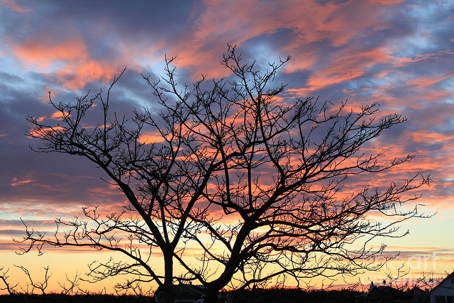 Landscape Photograph - The Burning Bush by Scenesational Photos Landscape Photograph - The Burning Bush by Scenesational Photos