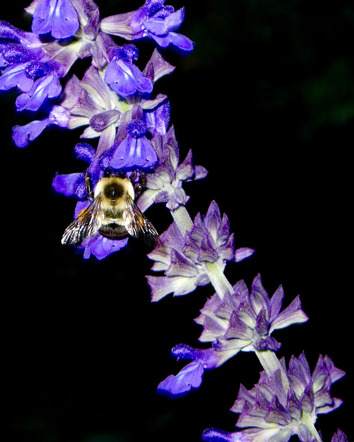 The Busy Bee Photograph by Cornelis Verwaal
