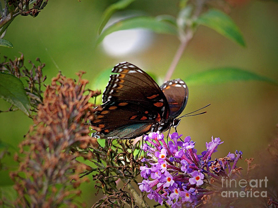 The Butterfly Bush Photograph by Sue Stefanowicz
