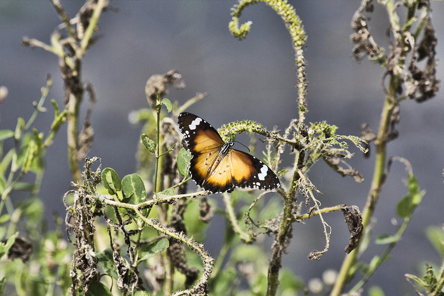 Butterfly Photograph - The Butterfly Effect V2 by Douglas Barnard