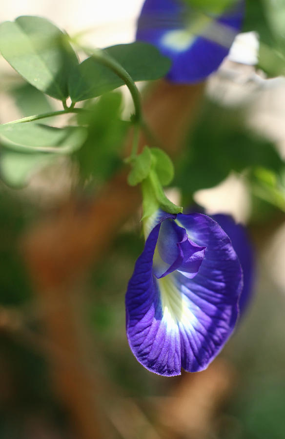 The butterfly pea Photograph by Paul Cowan