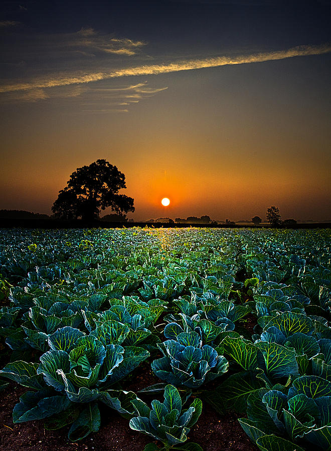 The Cabbage Patch Photograph by Phil Koch