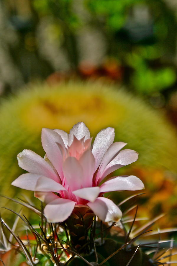 Flowers Still Life Photograph - The Cactus Flower by Ruth Edward Anderson