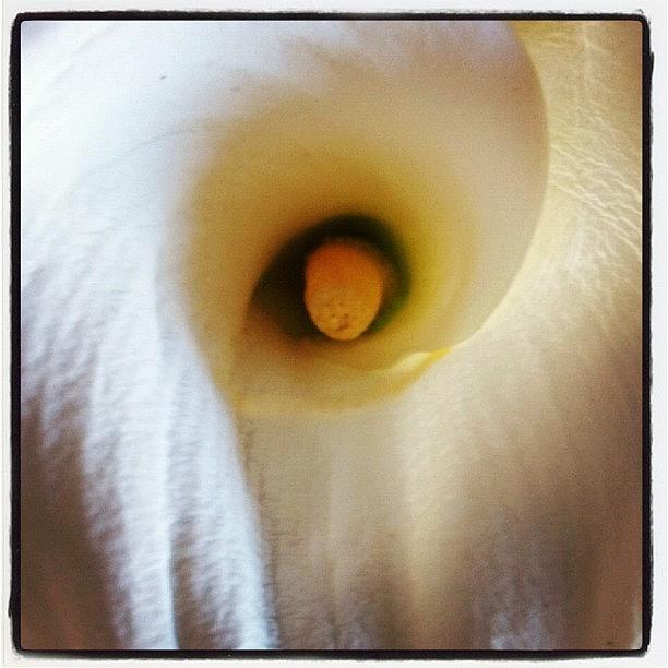 The Calla Lilies R In Bloom Again Photograph by Rosie Odonnell