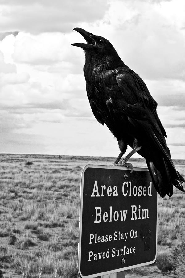Raven Photograph - The Calling by Kelly Garthwaite