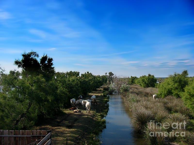 The Camargue - Wetland Wonderland Photograph by Jack Torcello
