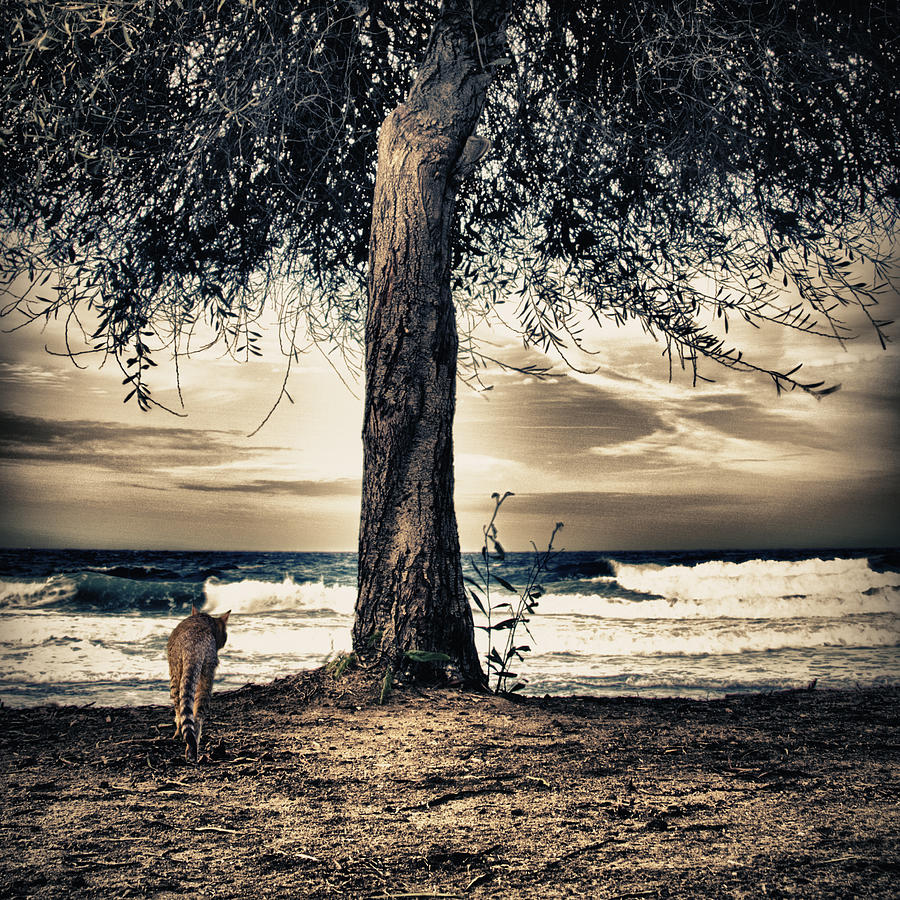 Fall Photograph - The Cat And The Sea by Stelios Kleanthous
