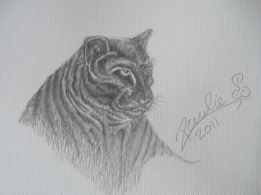Wildlife Drawing - The Cat by Paul Chestnutt