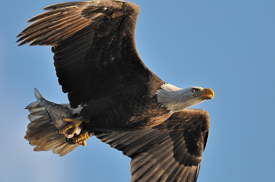 Eagle Photograph - The Catch by Craig Leaper