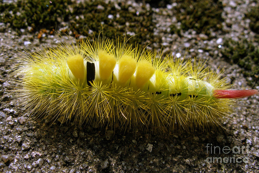 The caterpillar of the Pale Tussock moth Photograph by Rod Jones