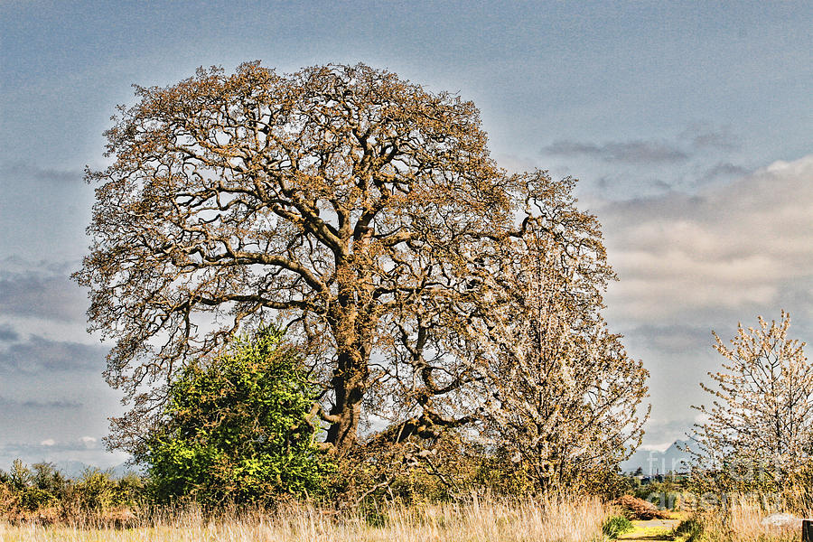 The Centurion Photograph by Marion Headrick - Pixels