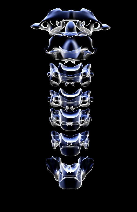 Vertical Digital Art - The Cervical Vertebrae by MedicalRF.com