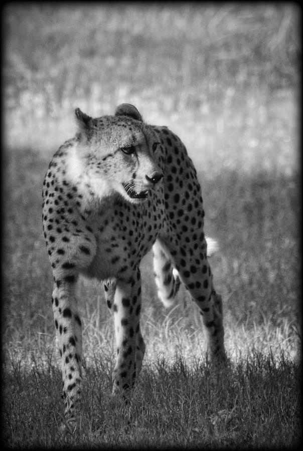 The Cheetah  Photograph by Saija Lehtonen