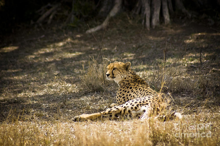 The Cheetah Wakes Up Photograph by Darcy Michaelchuk